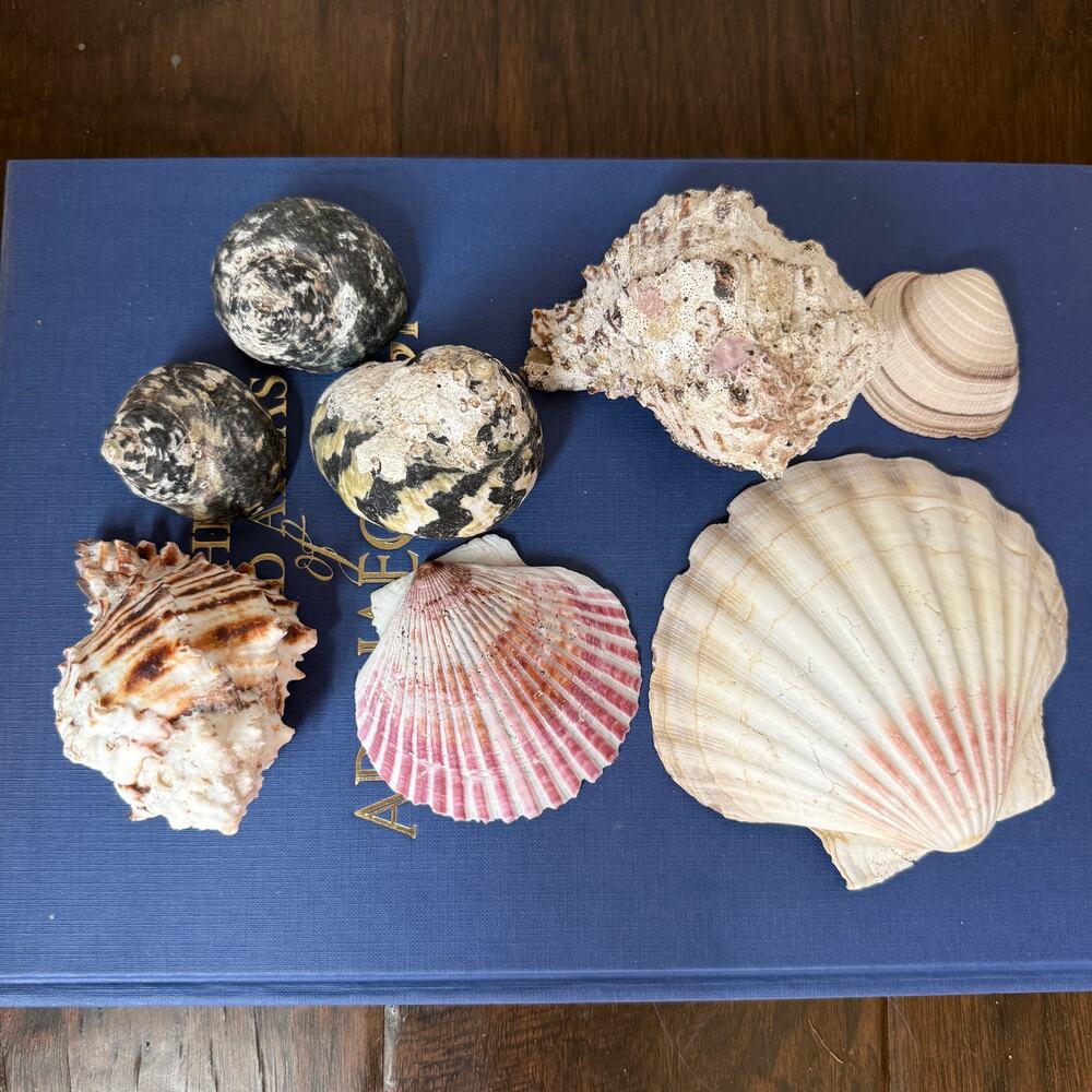 Vintage Seashell Collection Set of 8 Scallop Turbo Murex Cockle Coastal Decor